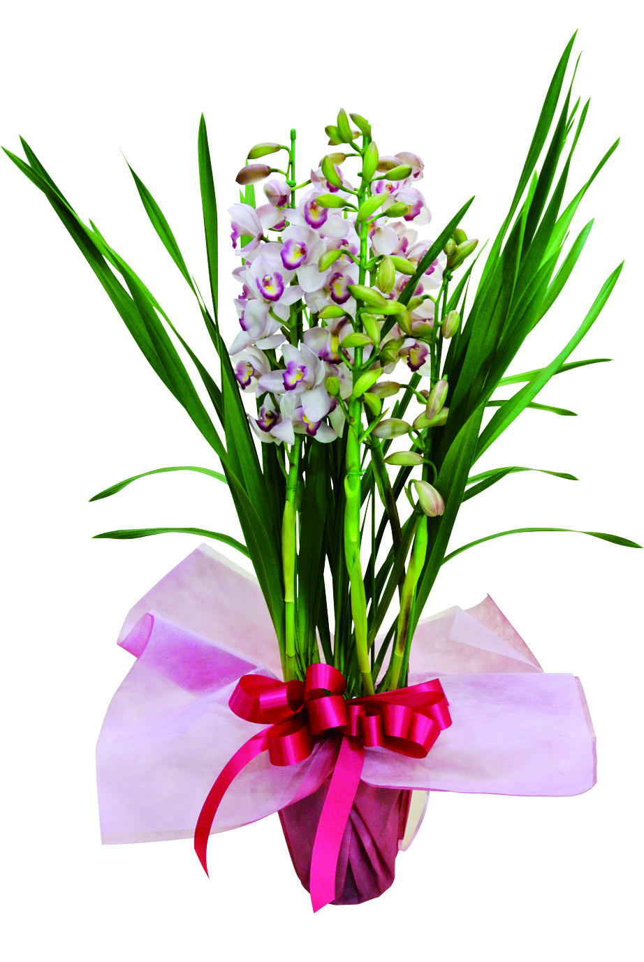 シンビジューム(3本立・5本立) シンビジューム(3本立・5本立)