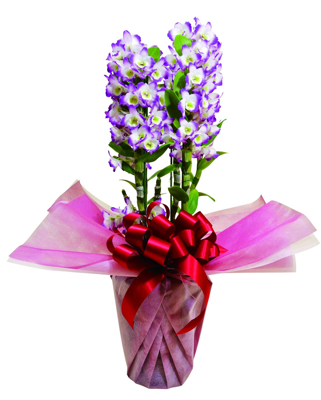 デンドロビューム(6号鉢・7号鉢) デンドロビューム(6号鉢・7号鉢)