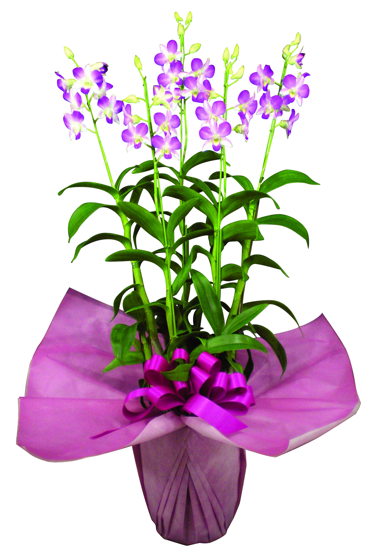 デンファレ デンファレ