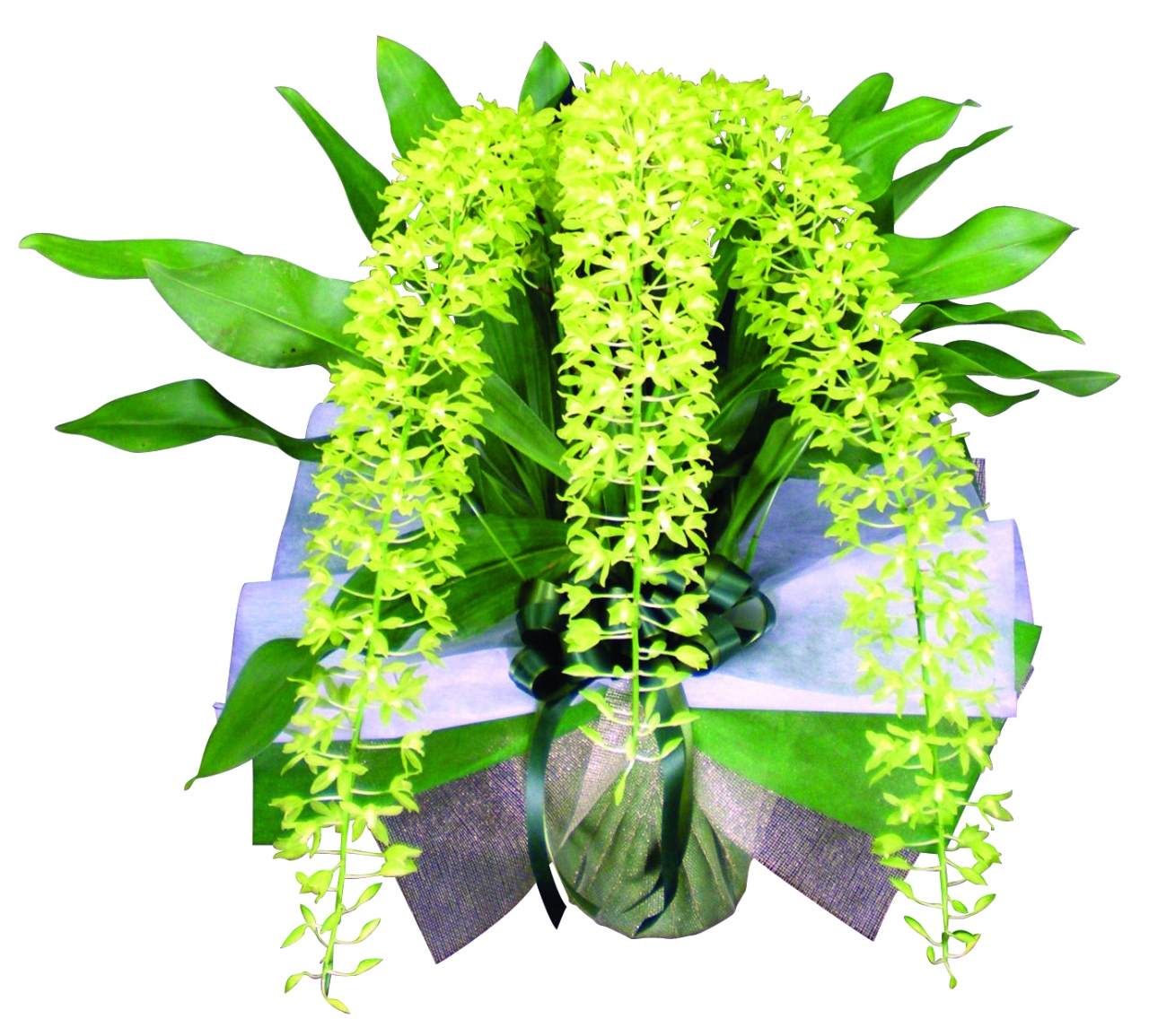 グラマトフィラム グラマトフィラム