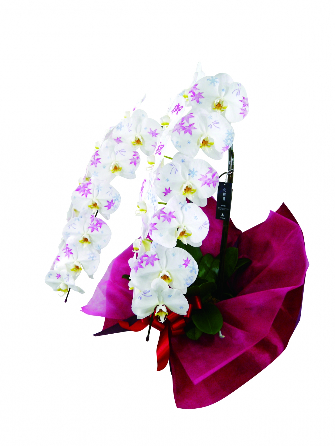 化粧蘭(2本立) 化粧蘭(2本立)