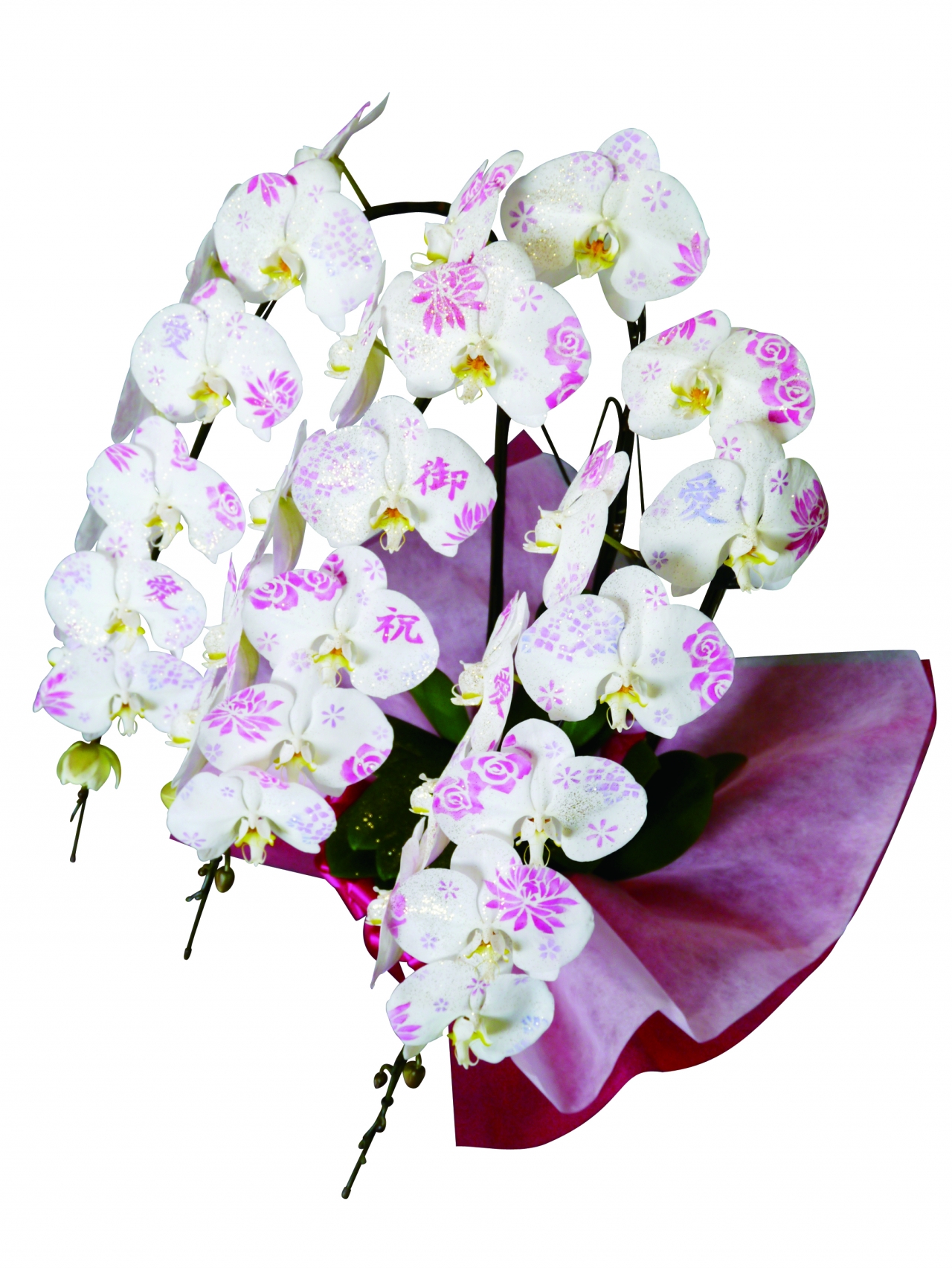 化粧蘭(3本立) 化粧蘭(3本立)