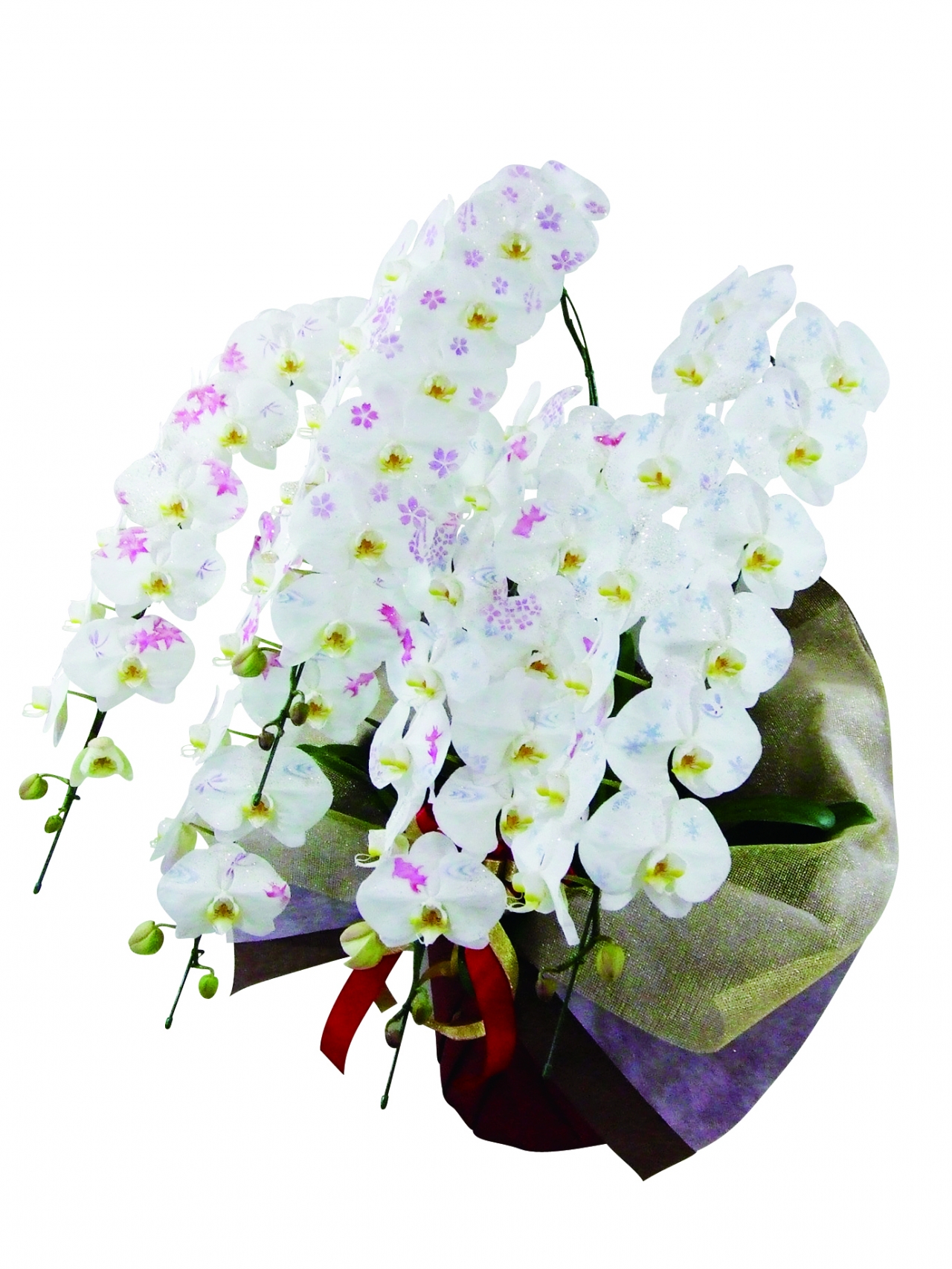 化粧蘭(5本立) 化粧蘭(5本立)