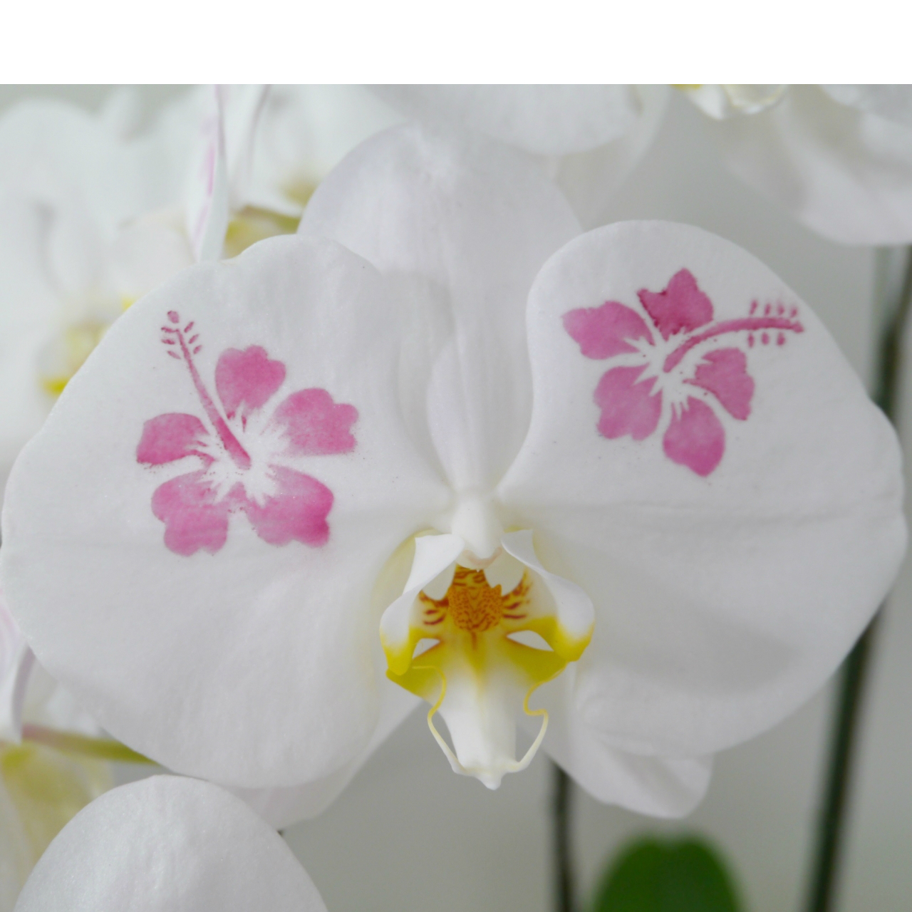 化粧柄・ハイビスカス 化粧柄・ハイビスカス