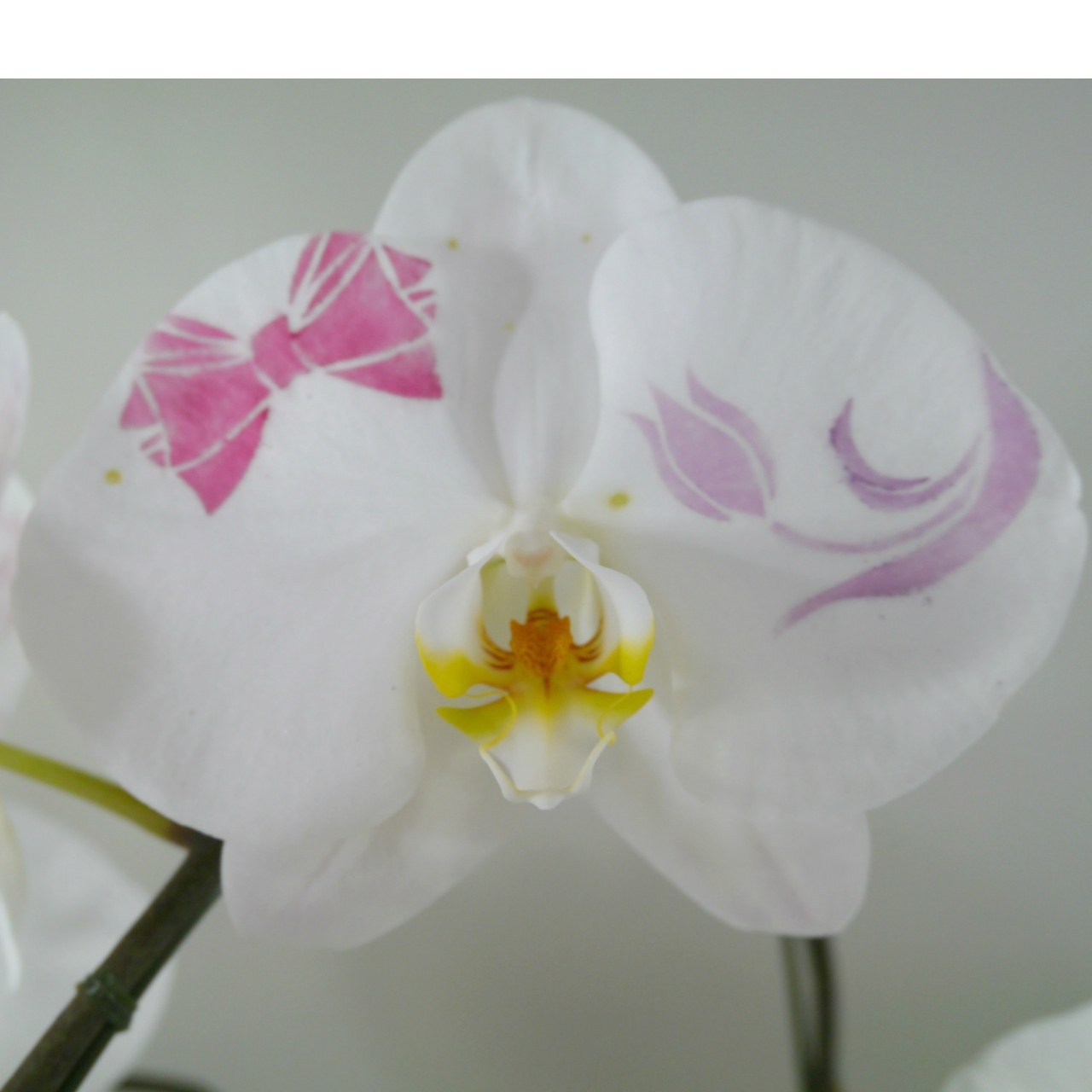 化粧柄・チューリップ 化粧柄・チューリップ