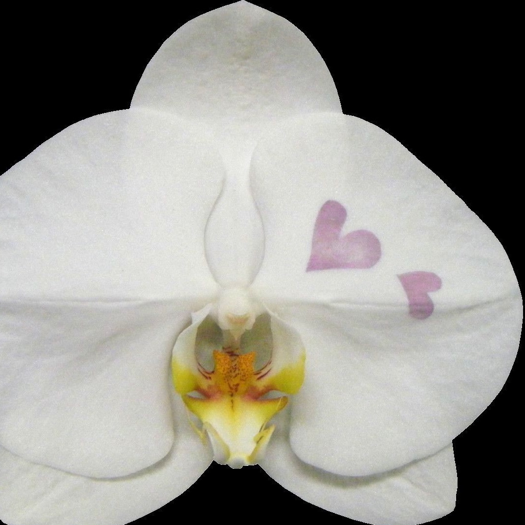 化粧蘭・ハート 化粧蘭・ハート