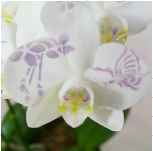 化粧柄・さくら蕾付き 化粧柄・さくら蕾付き