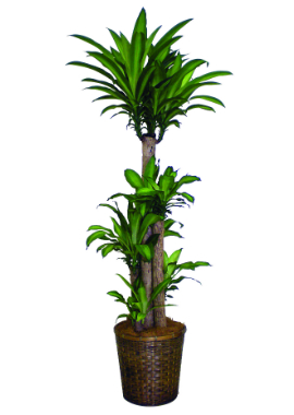 幸福の木 幸福の木