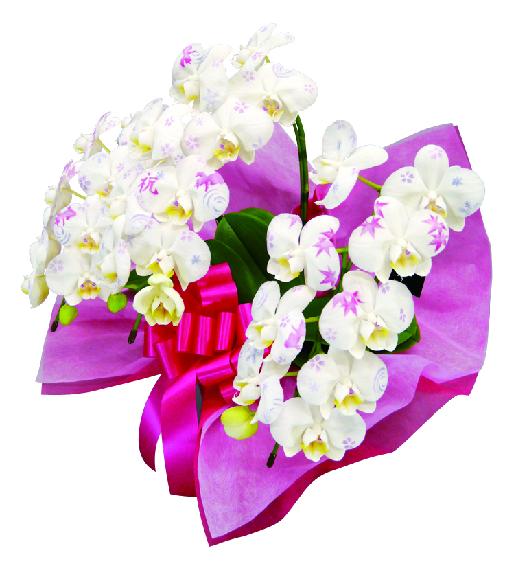 ミディ化粧蘭(3本立) ミディ化粧蘭(3本立)