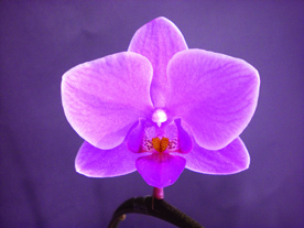 ミディ胡蝶蘭・ピンク ミディ胡蝶蘭・ピンク