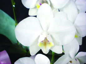 ミディ胡蝶蘭・白 ミディ胡蝶蘭・白