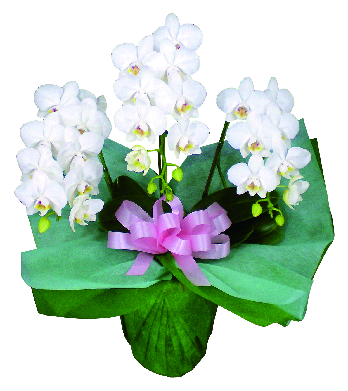 ミディ胡蝶蘭(3本立) ミディ胡蝶蘭(3本立)