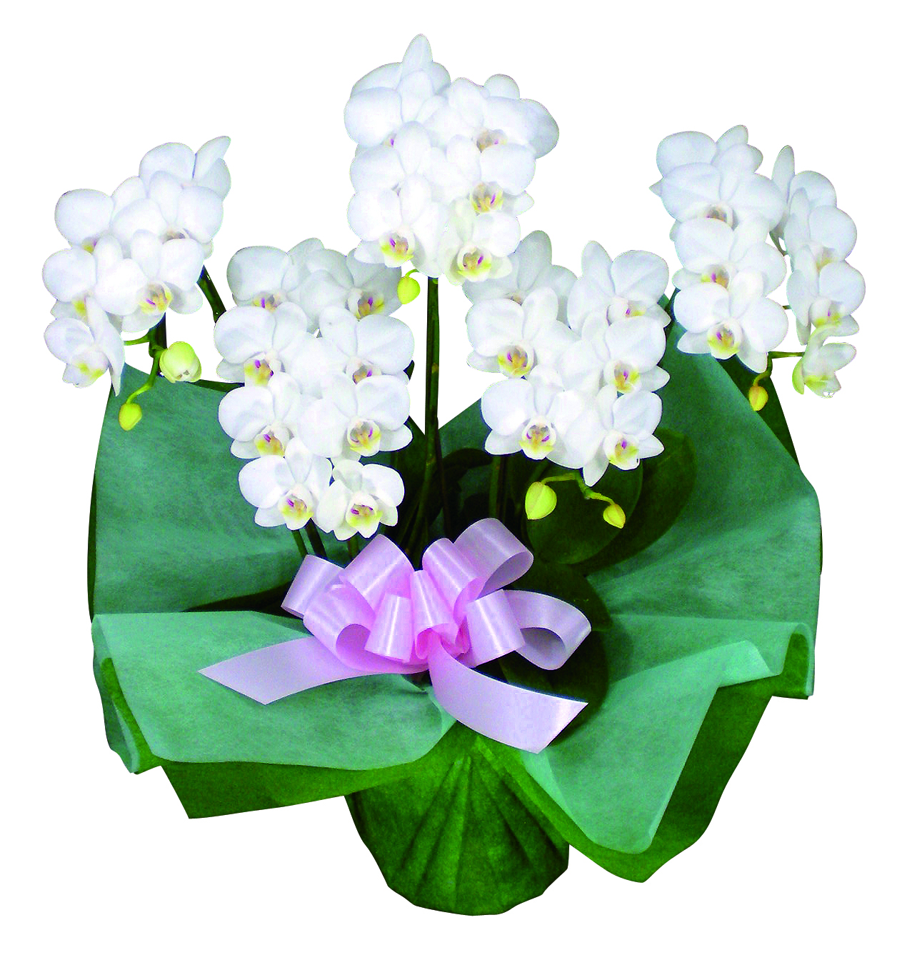 ミディ胡蝶蘭(5本立) ミディ胡蝶蘭(5本立)