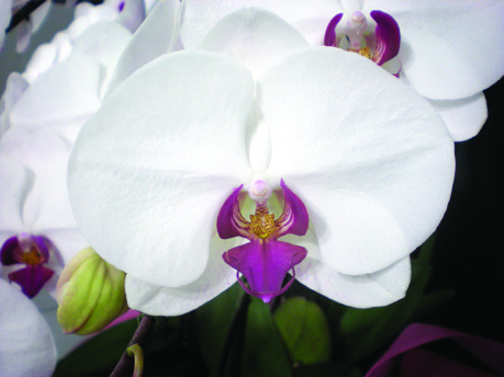 胡蝶蘭・赤リップ 胡蝶蘭・赤リップ