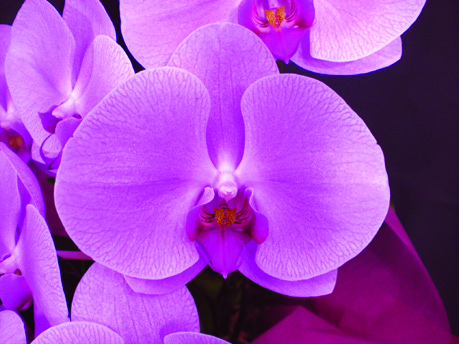 胡蝶蘭・ピンク 胡蝶蘭・ピンク