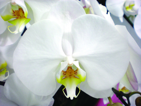 胡蝶蘭・白 胡蝶蘭・白