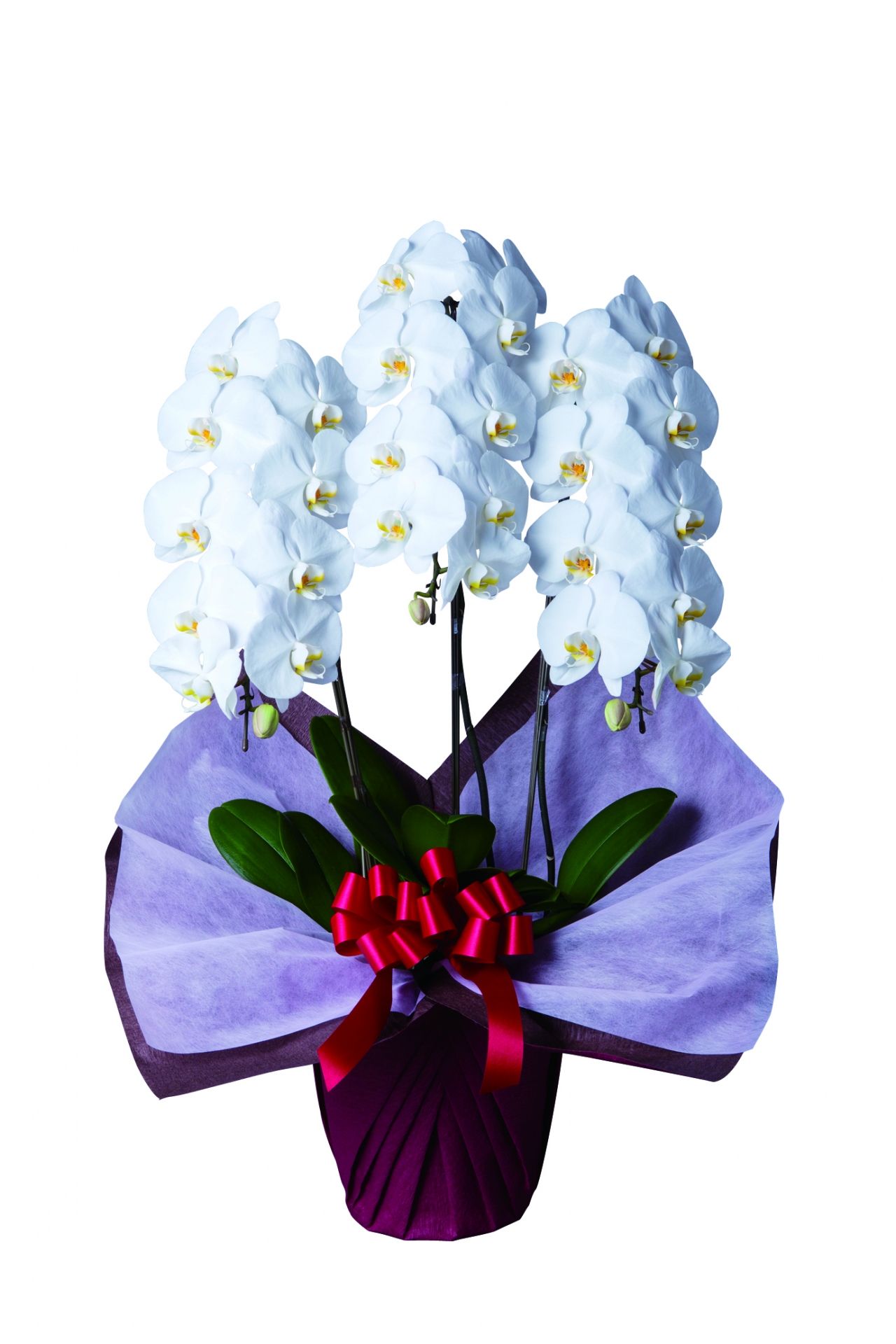 胡蝶蘭(3本立)スタンダード 胡蝶蘭(3本立)スタンダード