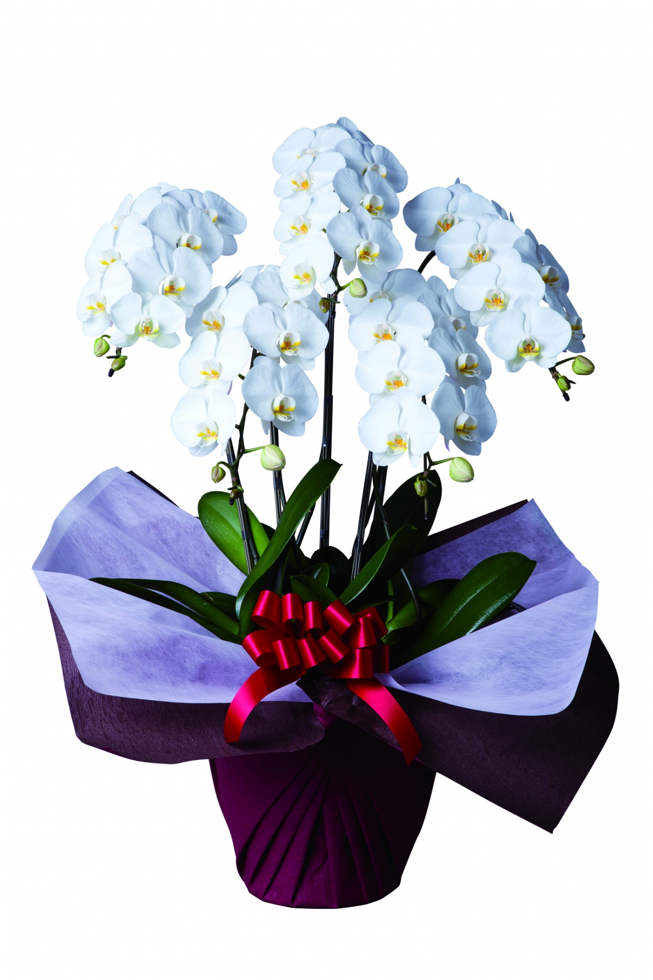 胡蝶蘭(5本立)スタンダードタイプ 胡蝶蘭(5本立)スタンダードタイプ